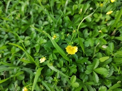 Potentilla kleiniana