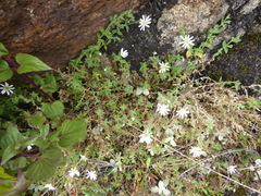 Drymaria stereophylla