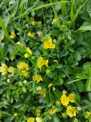 Potentilla kleiniana