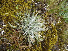 Plantago lamprophylla