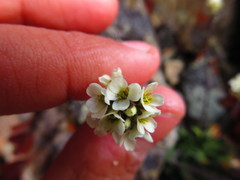 Draba cinerea