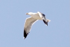 Larus michahellis michahellis