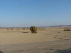 Hyphaene thebaica