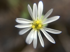 Vittadinia australis