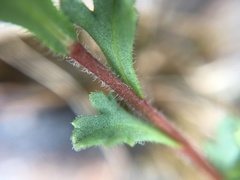 Vittadinia australis