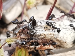 Crematogaster auberti