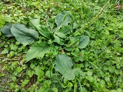 Plantago depressa