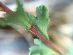 Vittadinia australis