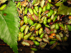 Paracolopha morrisoni