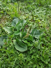 Plantago depressa