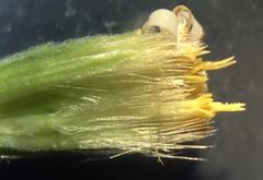 Vittadinia australis
