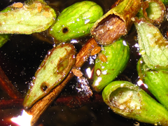 Paracolopha morrisoni