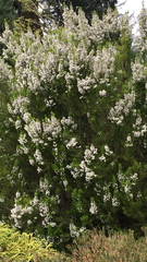 Erica lusitanica
