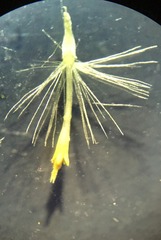 Vittadinia australis