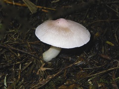 Entoloma cretaceum