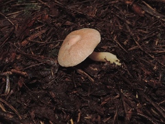 Entoloma cretaceum