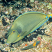 Unicornfishes - Photo (c) David R, some rights reserved (CC BY-NC), uploaded by David R