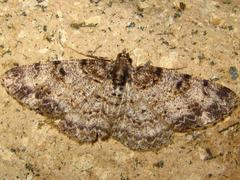 Protoboarmia simpliciaria