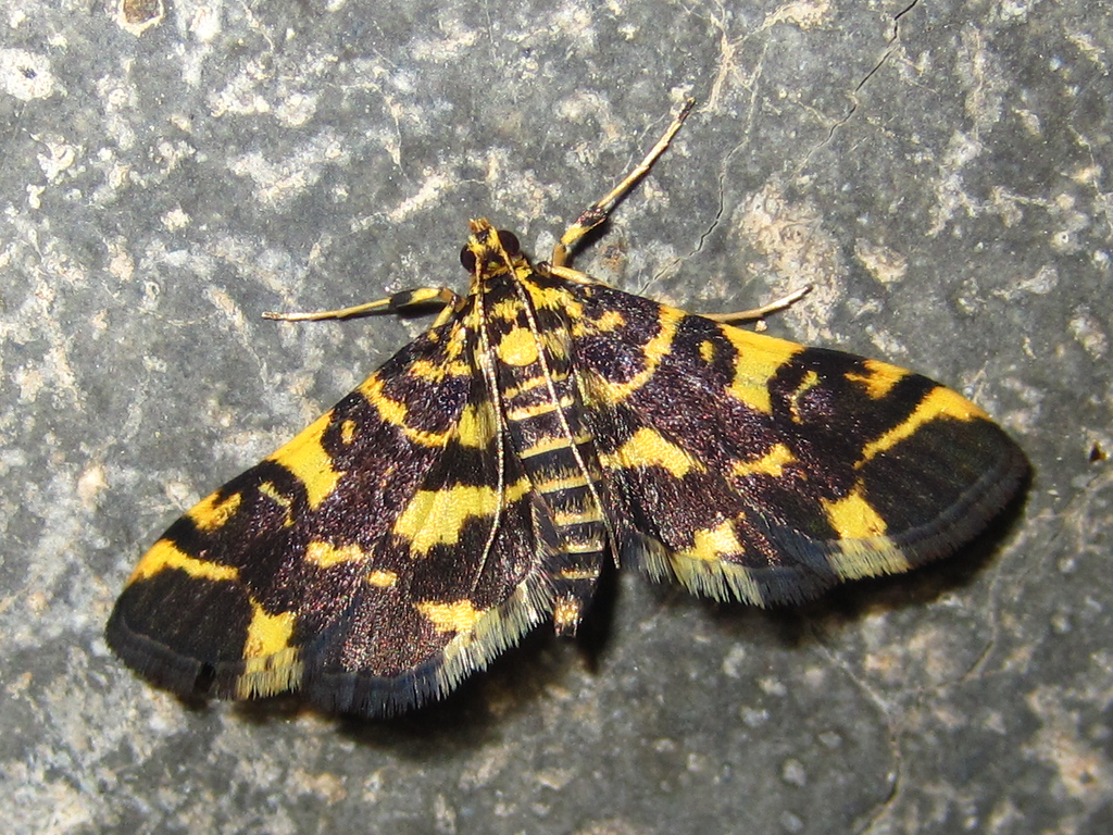 Piletocera luteosignata