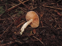 Entoloma cretaceum