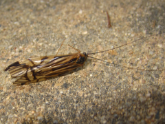 Macrostemum radiatum