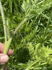 Chaerophyllum bulbosum