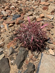 Ferocactus gracilis
