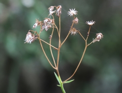 Senecio linifolius