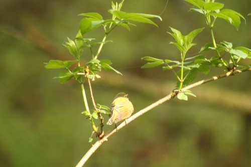 Wood warbler