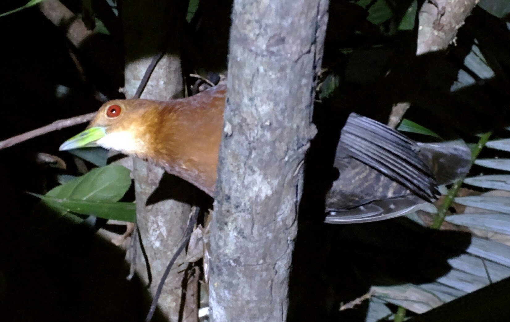 Red-necked Crake (Rallina tricolor), photo 10