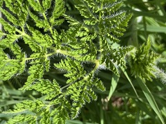 Chaerophyllum bulbosum