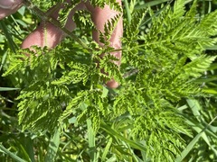 Chaerophyllum bulbosum