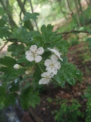 Crataegus
