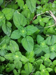 Lysimachia christinae