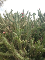 Austrocylindropuntia subulata