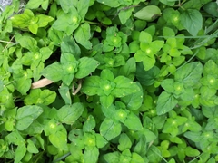 Lysimachia christinae