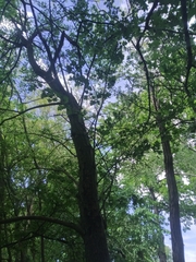 Crataegus