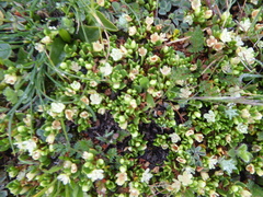 Muehlenbeckia volcanica