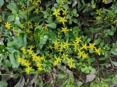 Sedum emarginatum