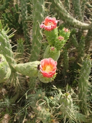 Austrocylindropuntia subulata