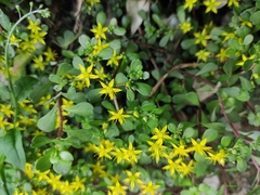 Sedum emarginatum
