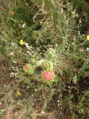 Austrocylindropuntia subulata