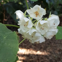 Dombeya burgessiae