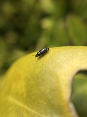 Brassicogethes aeneus