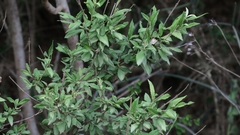 Buddleja saligna