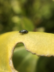 Brassicogethes aeneus