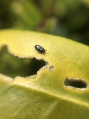 Brassicogethes aeneus