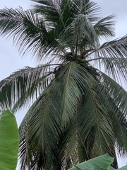 Cocos nucifera