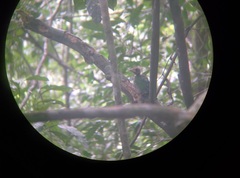 Ailuroedus maculosus