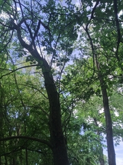 Crataegus
